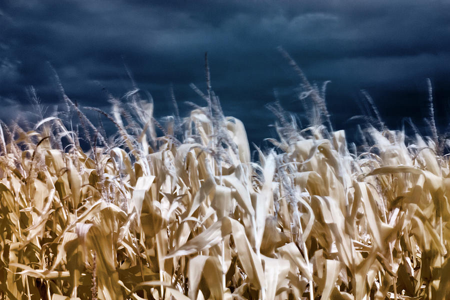 Corn field Photograph by Helga Novelli