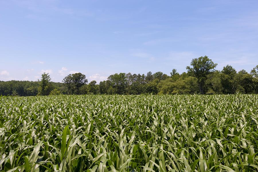 Corn Field Horizon Photograph by Travis Rogers