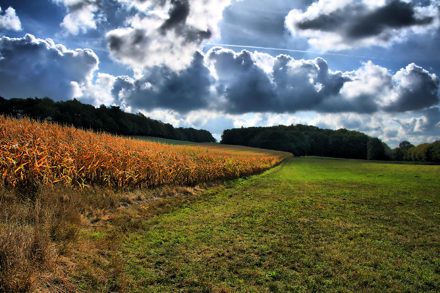 Corn Field in Germany Photograph by Edward Myers