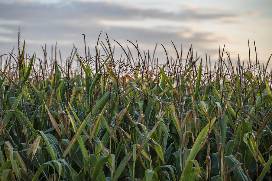 Corn field in the morning  Photograph by John McGraw