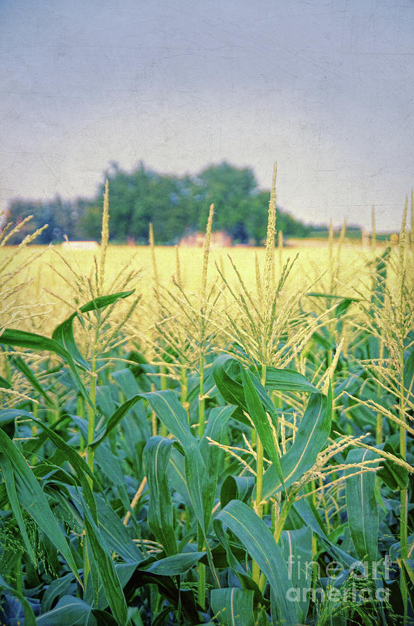 Corn Field  Photograph by Jill Battaglia