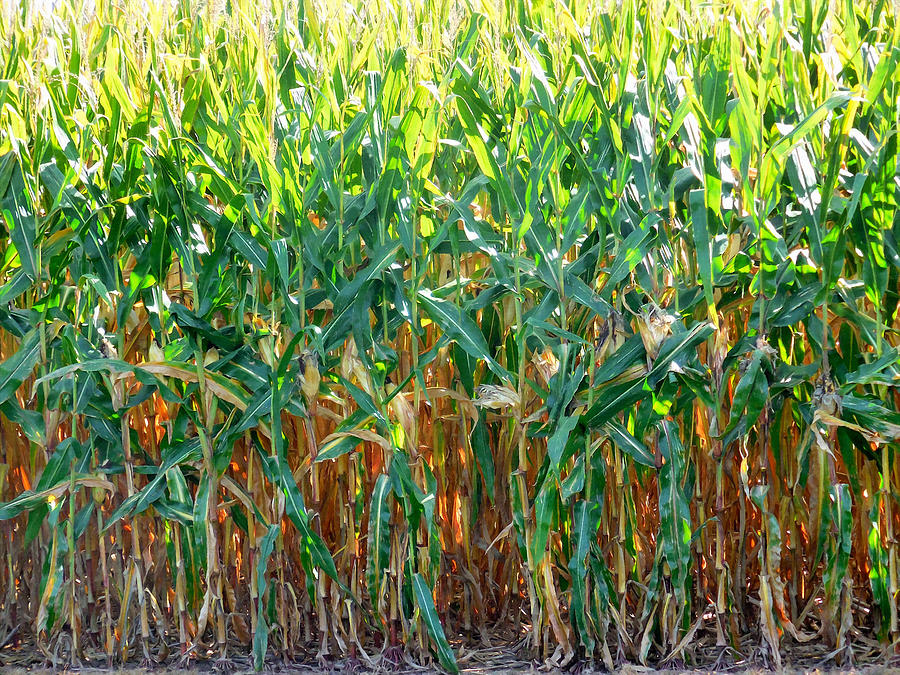 Corn Field Painting by Jeelan Clark