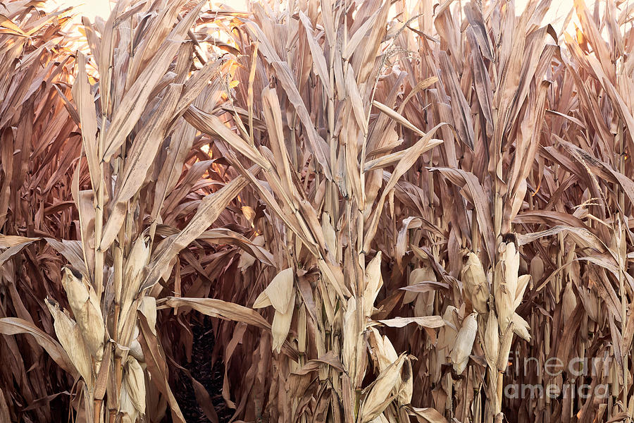 Corn Field, Rows Of Dry Stalks Photograph by Inga Spence