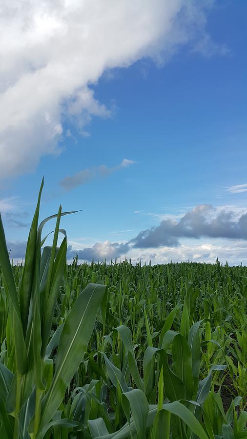 Summer Photograph - Corn Field by Yazid Ismail Summer Photograph - Corn Field by Yazid Ismail