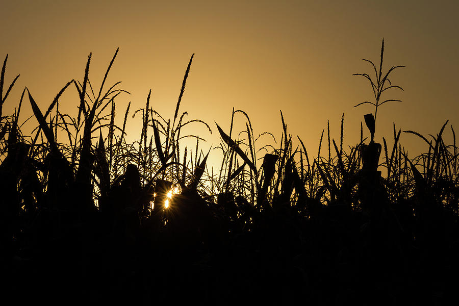 Corn Field Sunrise Photograph by Penny Meyers