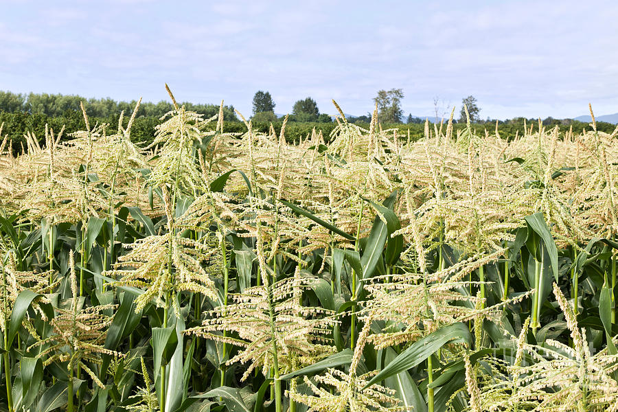 Corn Field Tasseling Photograph by Inga Spence