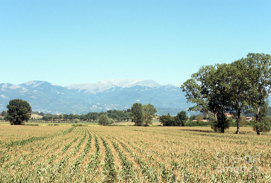 Corn field with Terminillo mount Photograph by Fabrizio Ruggeri