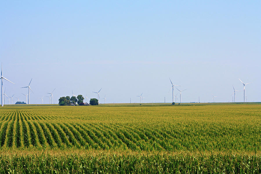 Corn Fields Of Indiana Photograph