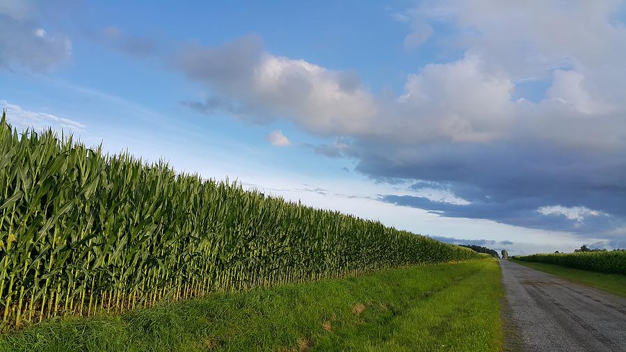 Landscape Photograph - Corn Fields by Yazid Ismail Landscape Photograph - Corn Fields by Yazid Ismail