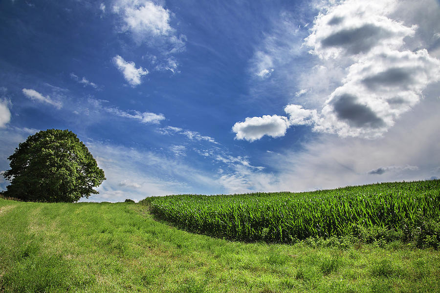 Landscape Photograph - Corn filed and a lone tree by Zoran Stanojevic