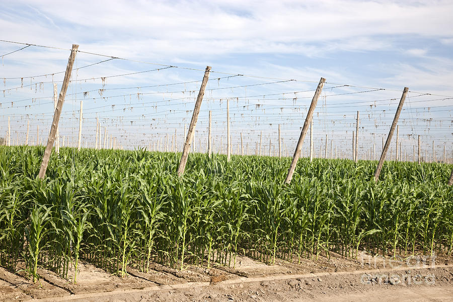 Corn Growing, Hop Trellised Field Photograph by Inga Spence