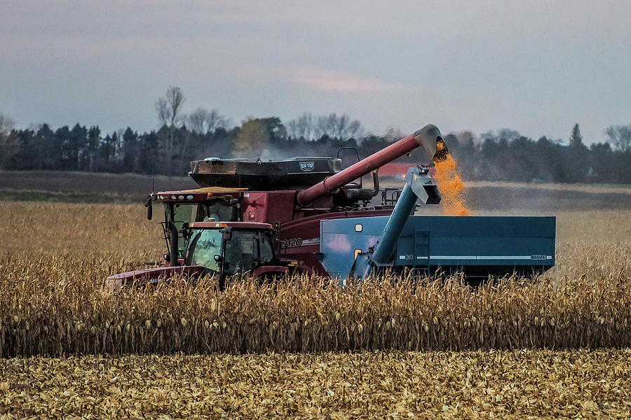 Corn Harvest Photograph by Paul Freidlund