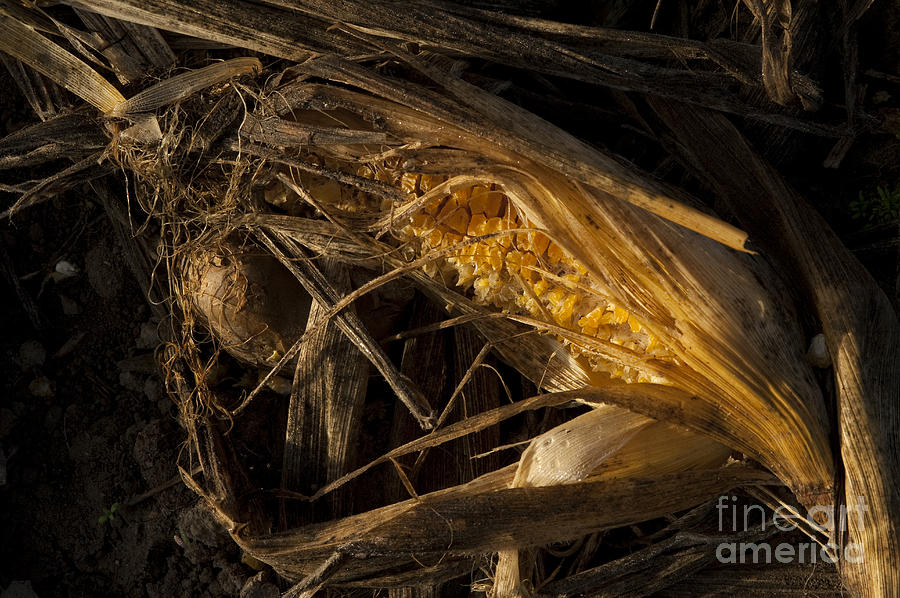 Corn in Compost Pile Field Photograph by Jim Corwin