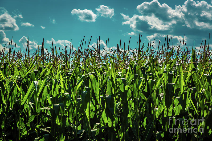 Corn in the Sunshine Photograph by Roger Monahan