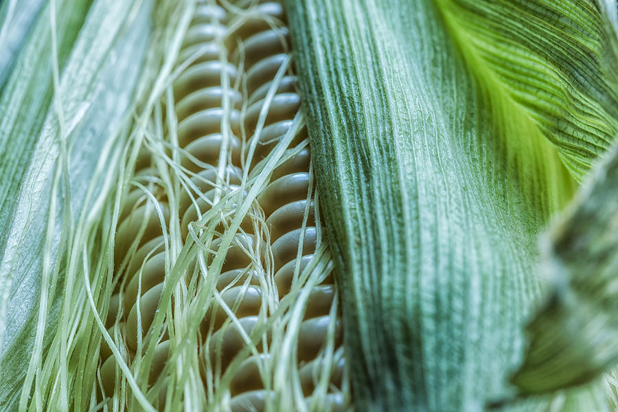 Corn Photograph by Jonathan Nguyen