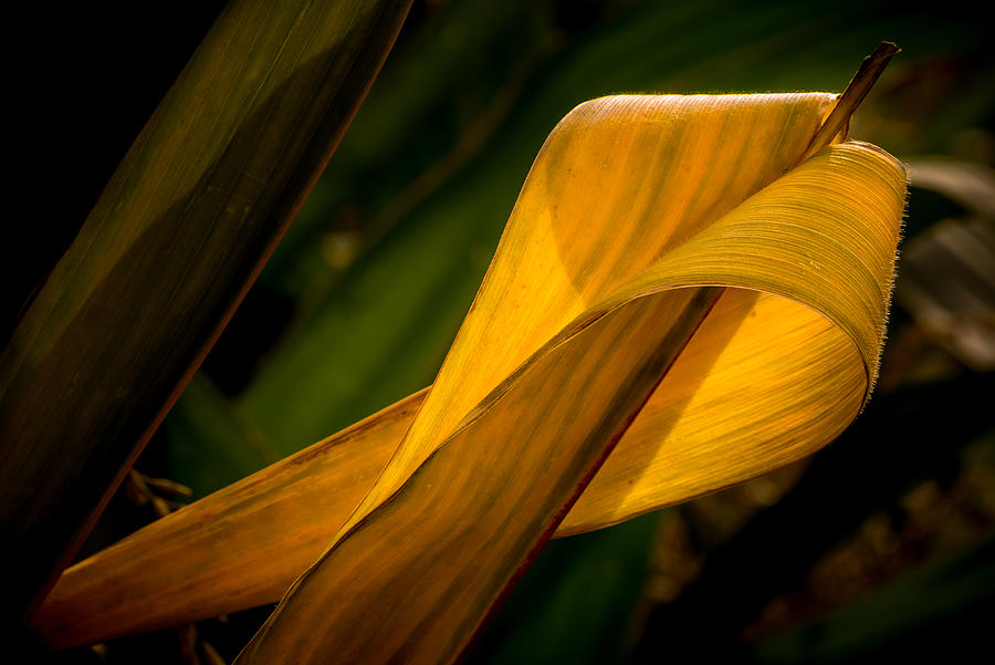 Nature Photograph - Corn Leaf by Mah FineArt