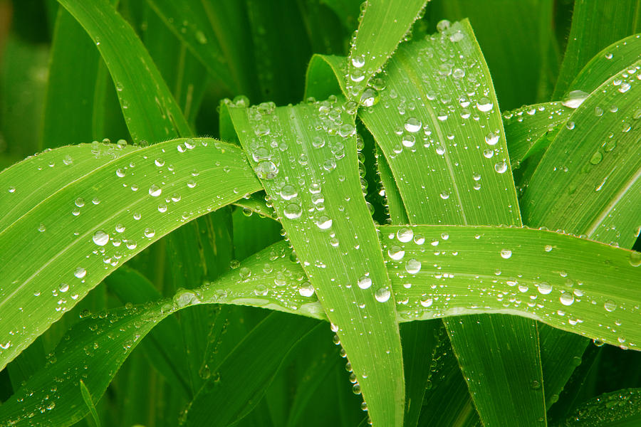 Corn Leaves After The Rain Photograph