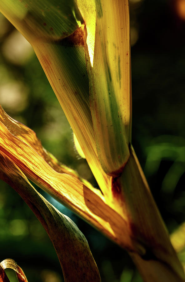 Corn Leaves Nr. 2 Photograph by Mah FineArt - Fine Art America