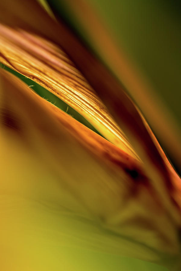 Abstract Photograph - Corn Leaves Nr. 4 by Mah FineArt