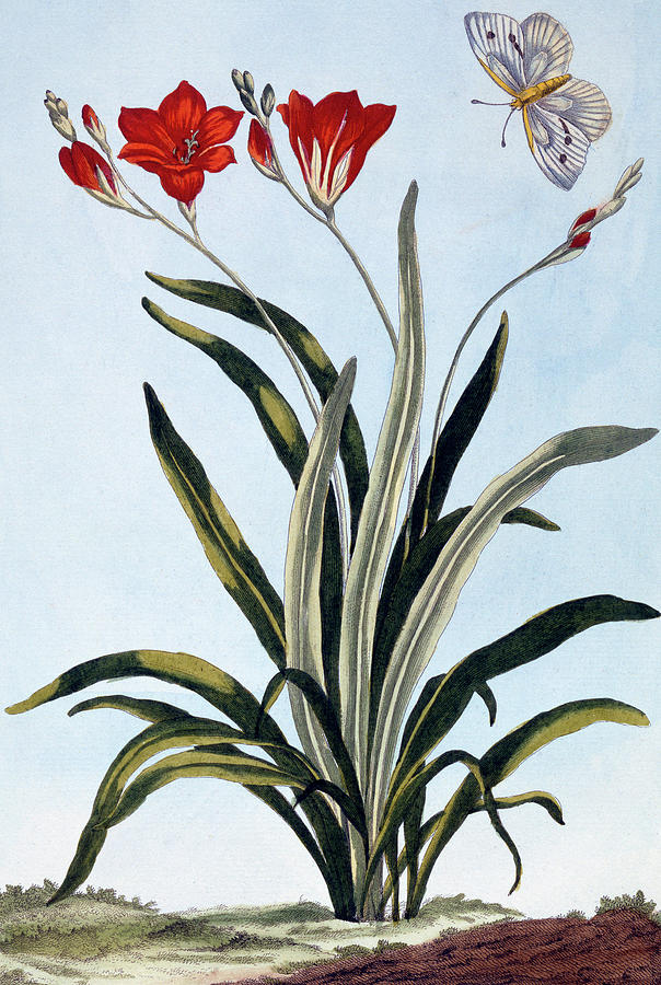 Butterfly Drawing - Corn Lilies by Pierre-Joseph Buchoz
