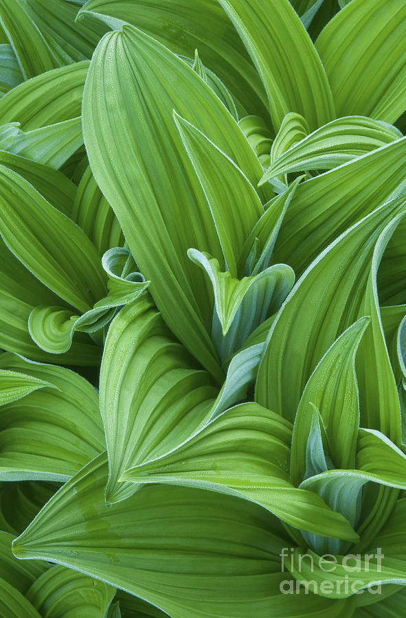 Corn Lily Leaves Photograph by Greg Vaughn - Printscapes - Pixels