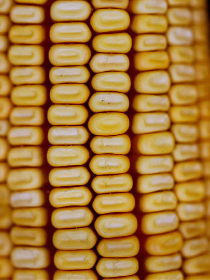 Corn Macro Photograph by Joseph Skompski