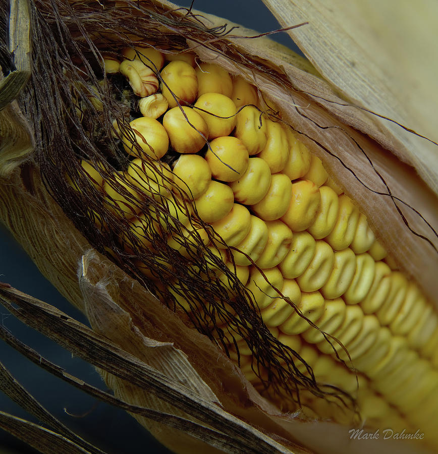 Corn Photograph by Mark Dahmke