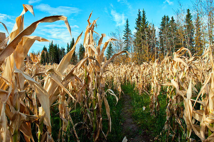 Corn Maze 1 Photograph by Cathy Mahnke