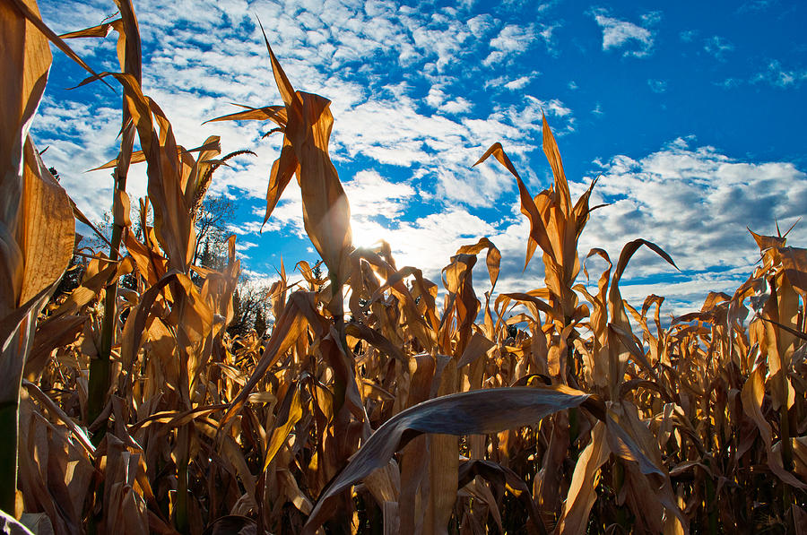 Corn Maze 2 Photograph by Cathy Mahnke