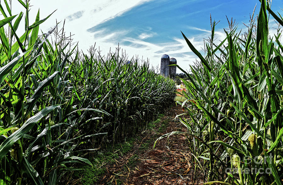 Corn Maze Photograph by Paul Mashburn