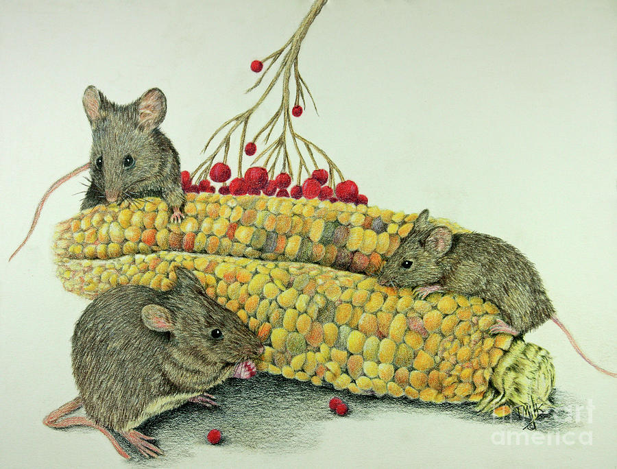 Corn Meal Drawing by Terri Mills