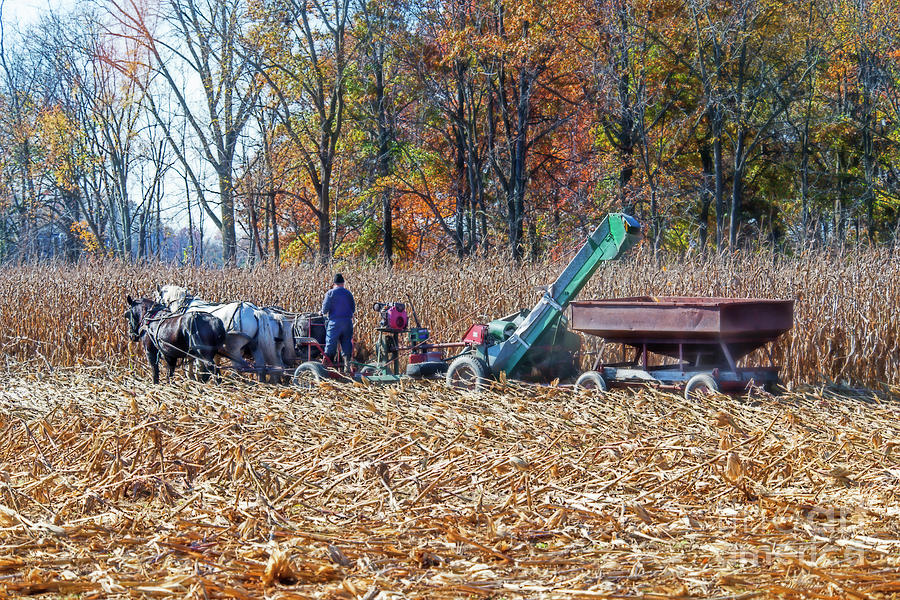 Corn Picker Photograph by David Arment