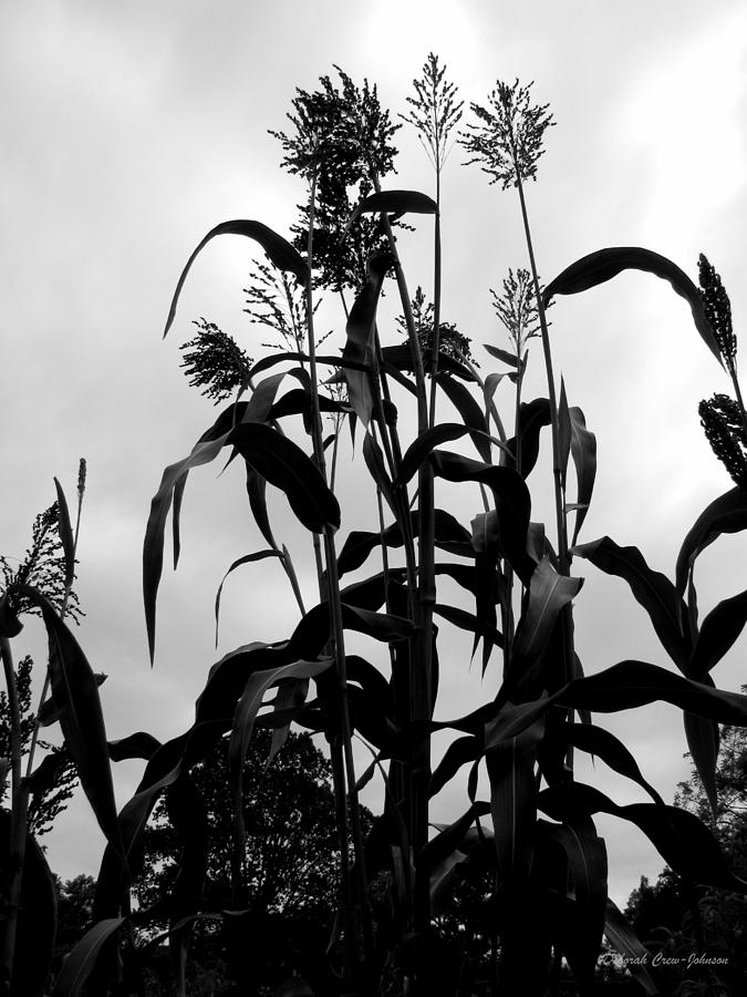 Corn Plant  Photograph by Deborah  Crew-Johnson