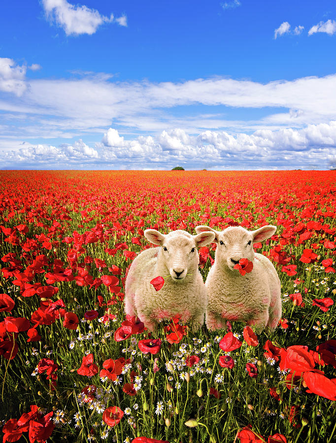 Flower Photograph - Corn Poppies And Twin Lambs by Meirion Matthias