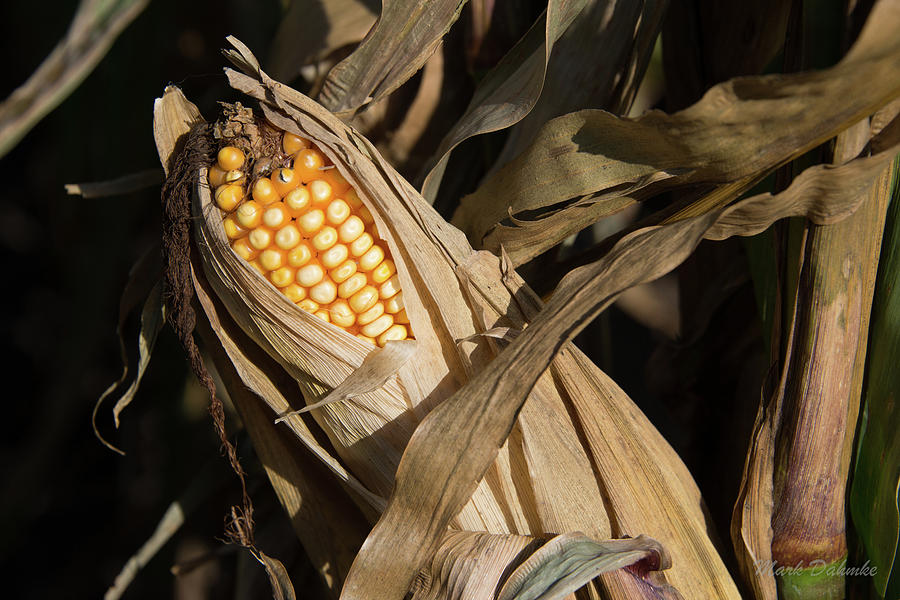 Corn Ready for Harvest Photograph by Mark Dahmke