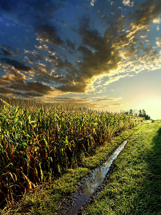 Landscape Photograph - Corn Road by Phil Koch