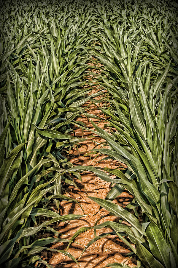 Corn Row Photograph by Patricia Montgomery