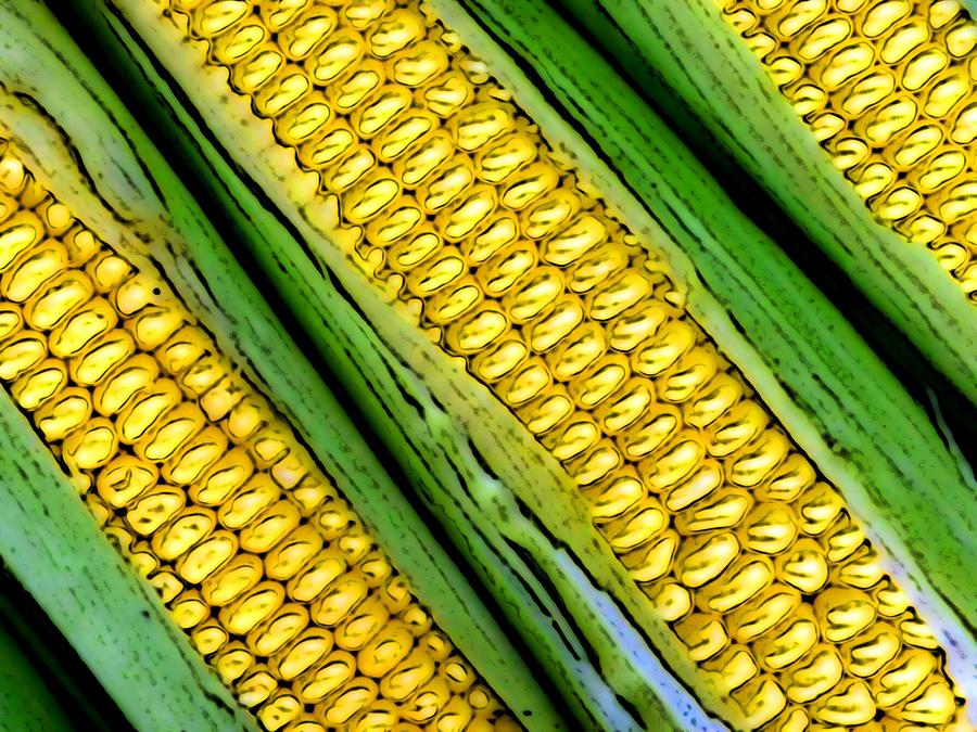 Corn Rows Digital Art by Ben Freeman