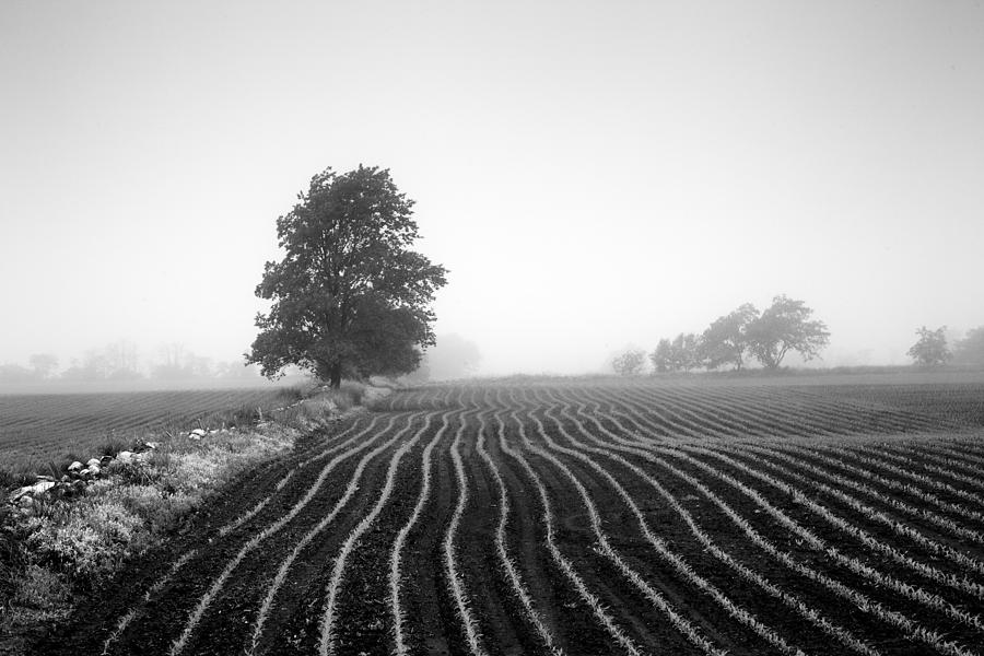 Corn Rows Photograph by CA  Johnson