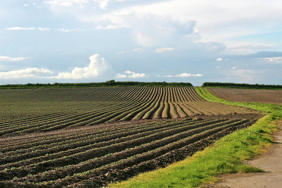 Corn Rows Photograph