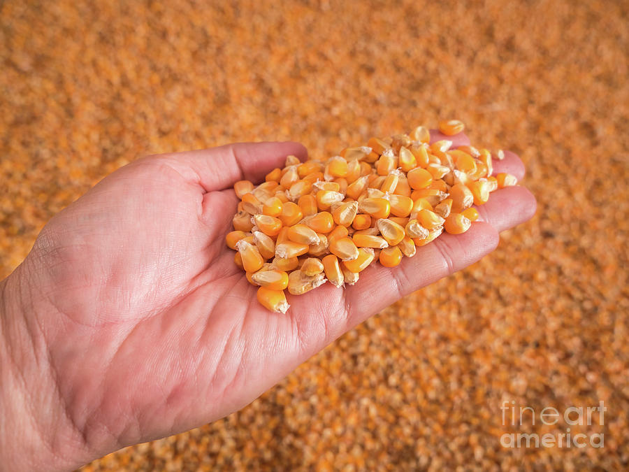 Corn seeds in hand with pile of ripe corn seeds in background. Photograph by Tosporn Preede