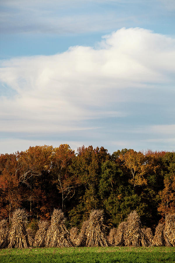 Corn Shocks On An Amish Farm After The Fall Harvest Photograph By David Wolanski Pixels 7348