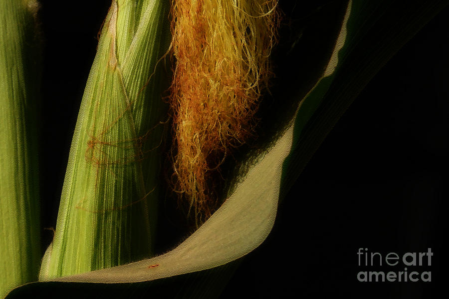 Corn Silk Photograph by Linda Shafer