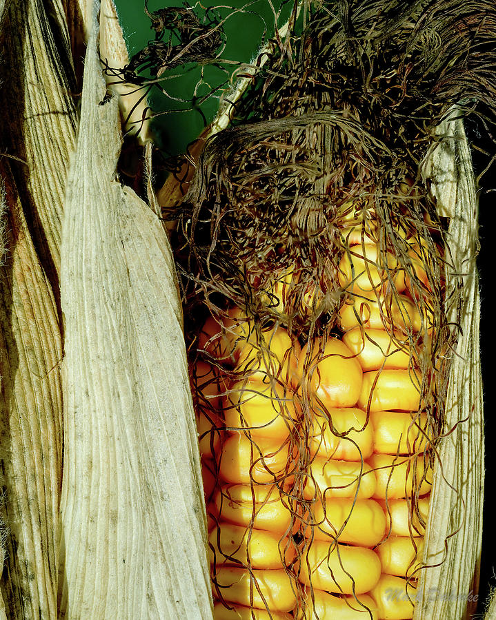 Corn Silk Photograph by Mark Dahmke