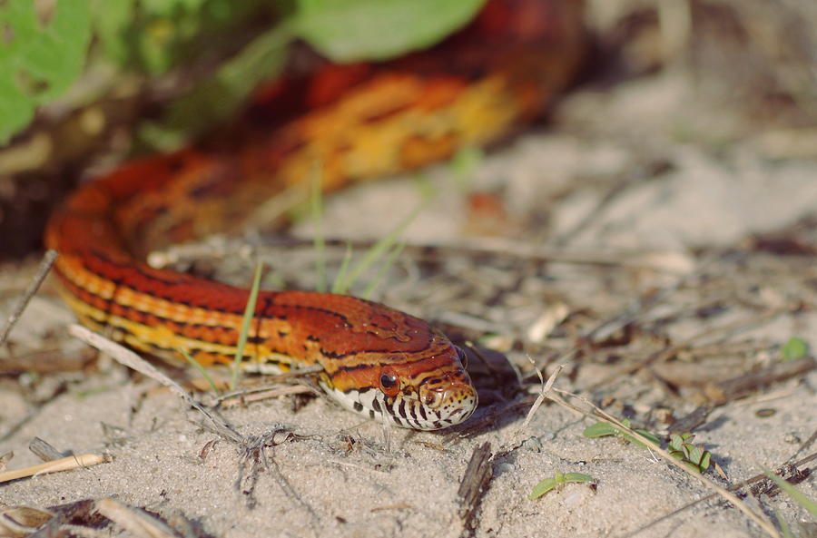 Snake Photograph - Corn Snake 2 by Aaron Rushin