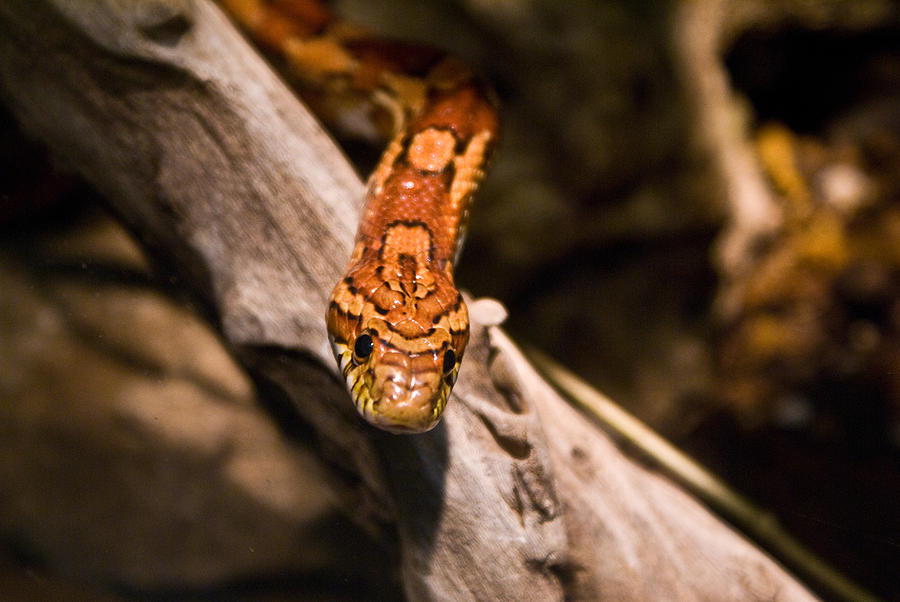 Snake Photograph - Corn snake Elaphe guttata by Douglas Barnett