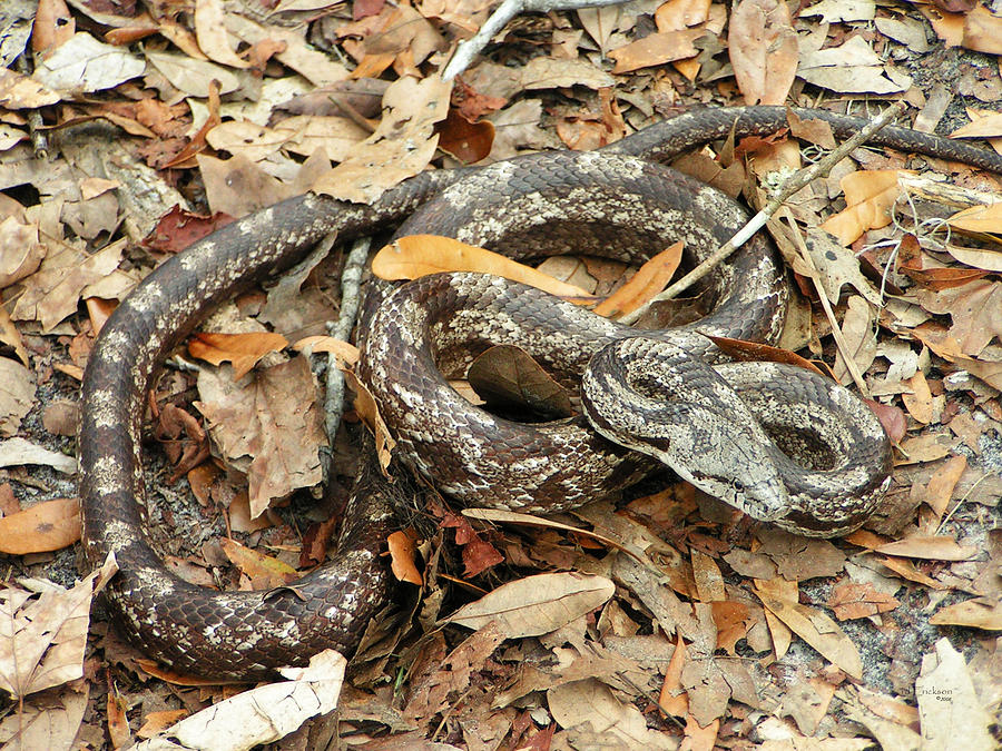 Corn Snake - Rat Snake Photograph by RD Erickson - Pixels