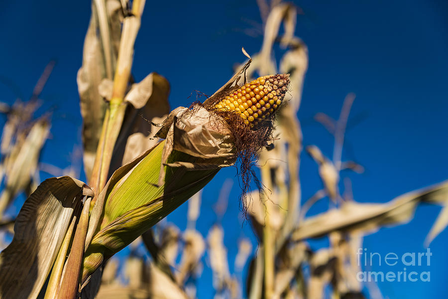 Corn Stalk Photograph by Alissa Beth Photography