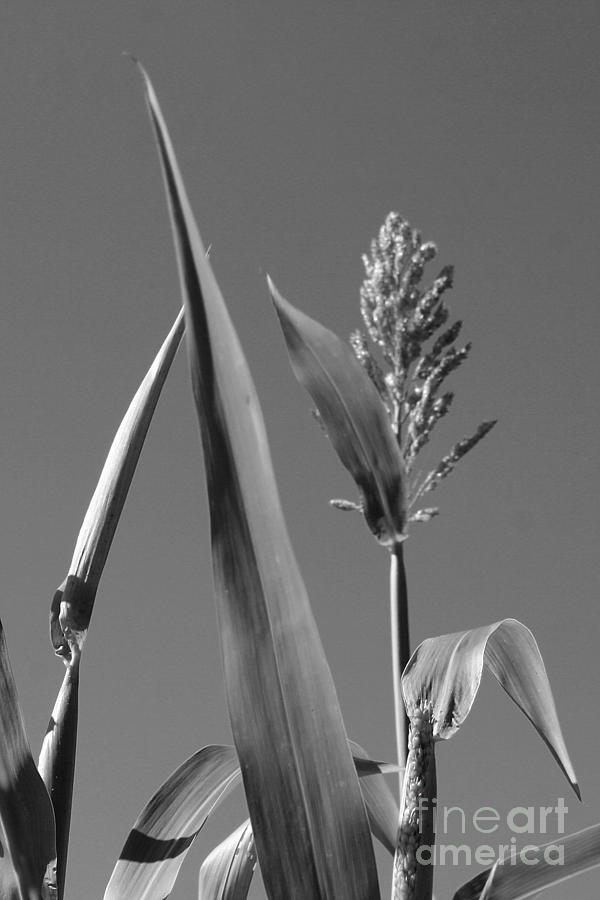 Corn Stalk in Black and White Photograph by Robert Wilder Jr