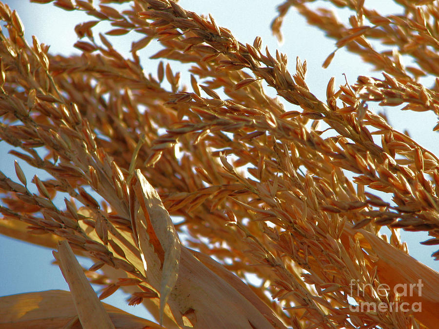 Corn Stalk in Sun Photograph by Roxy Riou